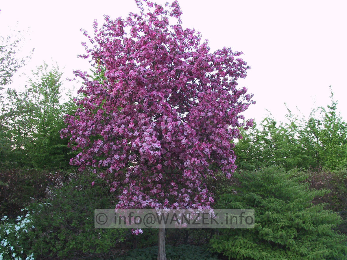Malus Rudolph 01c.JPG